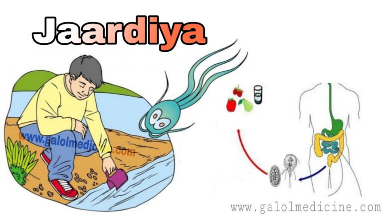 Read more about the article Jaardiya laambiya(Jaardi)