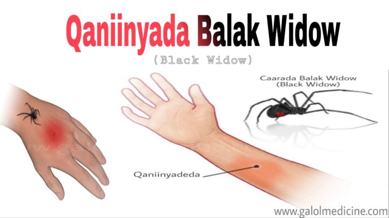 Read more about the article Caarada (Balak Widow)