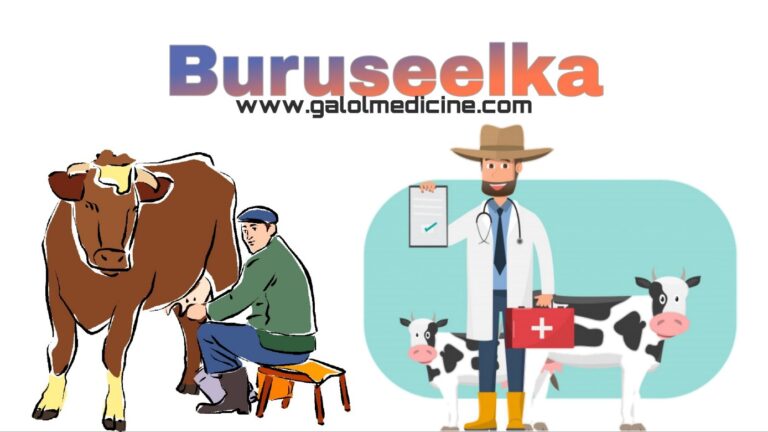 Read more about the article Buruseelka