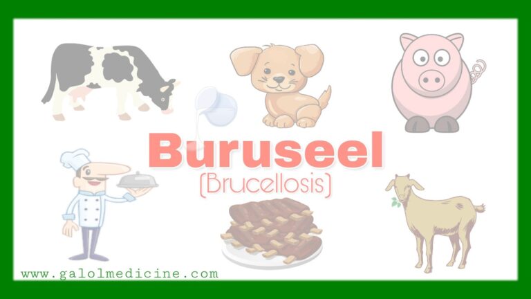 Read more about the article Buruseel