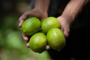 Liinta